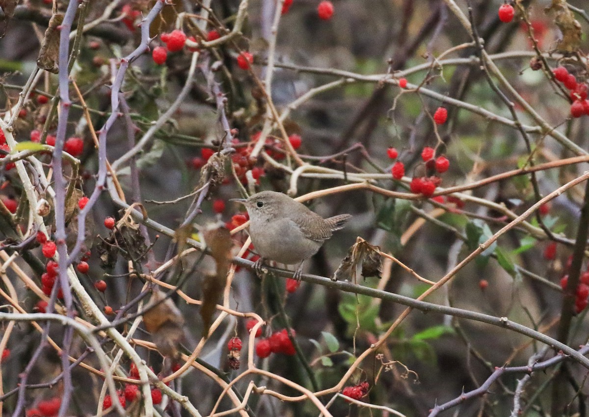 House Wren - Robert Dixon