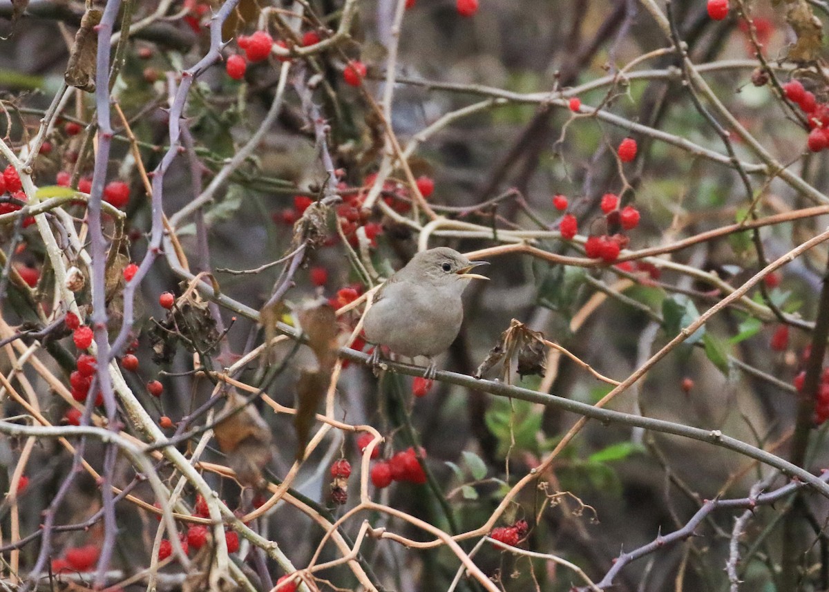 House Wren - Robert Dixon