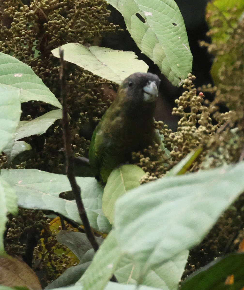 Modest Tiger-Parrot - ML611829644