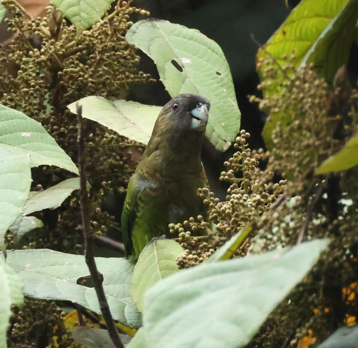 Modest Tiger-Parrot - ML611829645