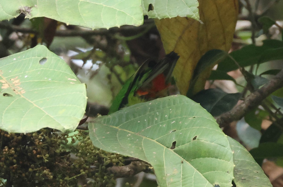 Modest Tiger-Parrot - ML611829647