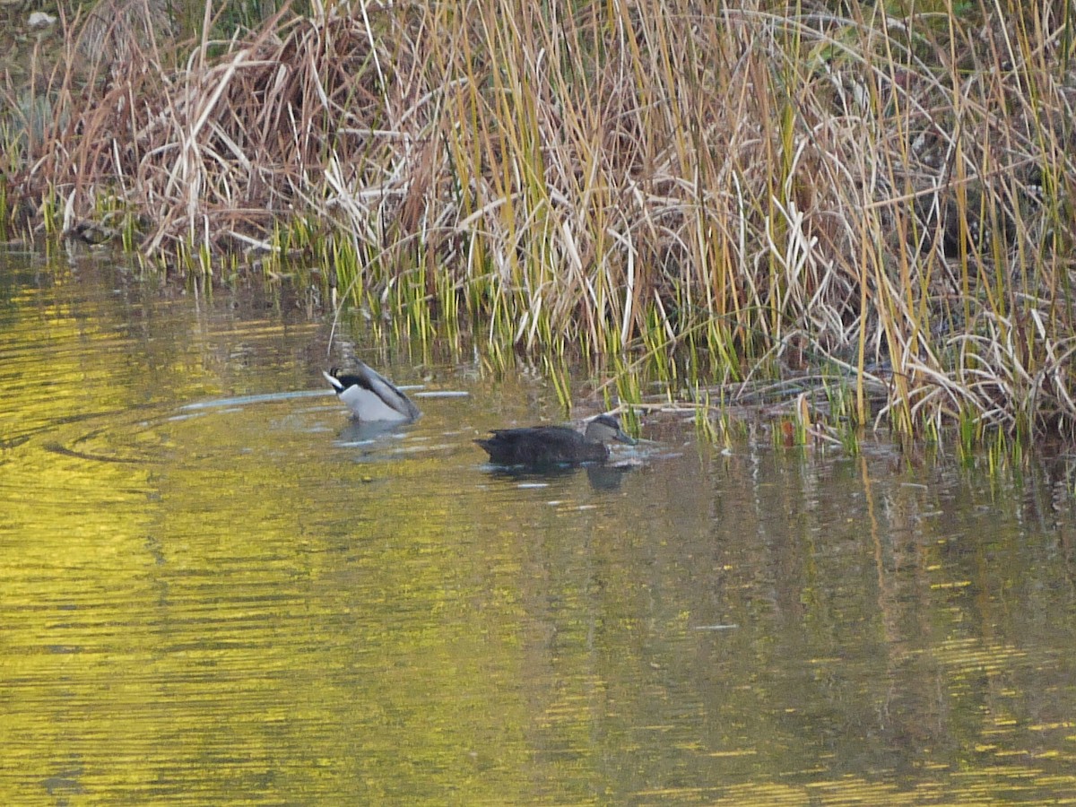 American Black Duck - ML611829721