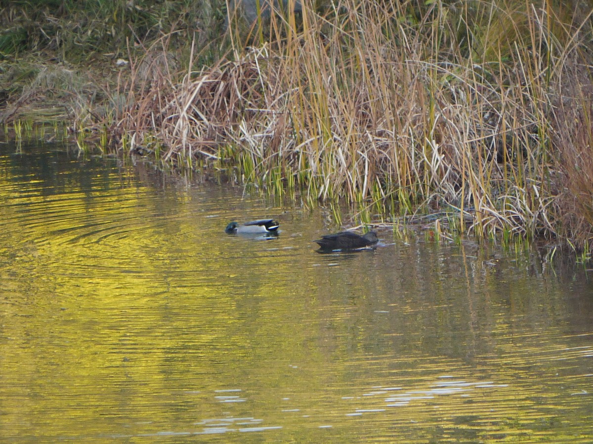American Black Duck - ML611829722