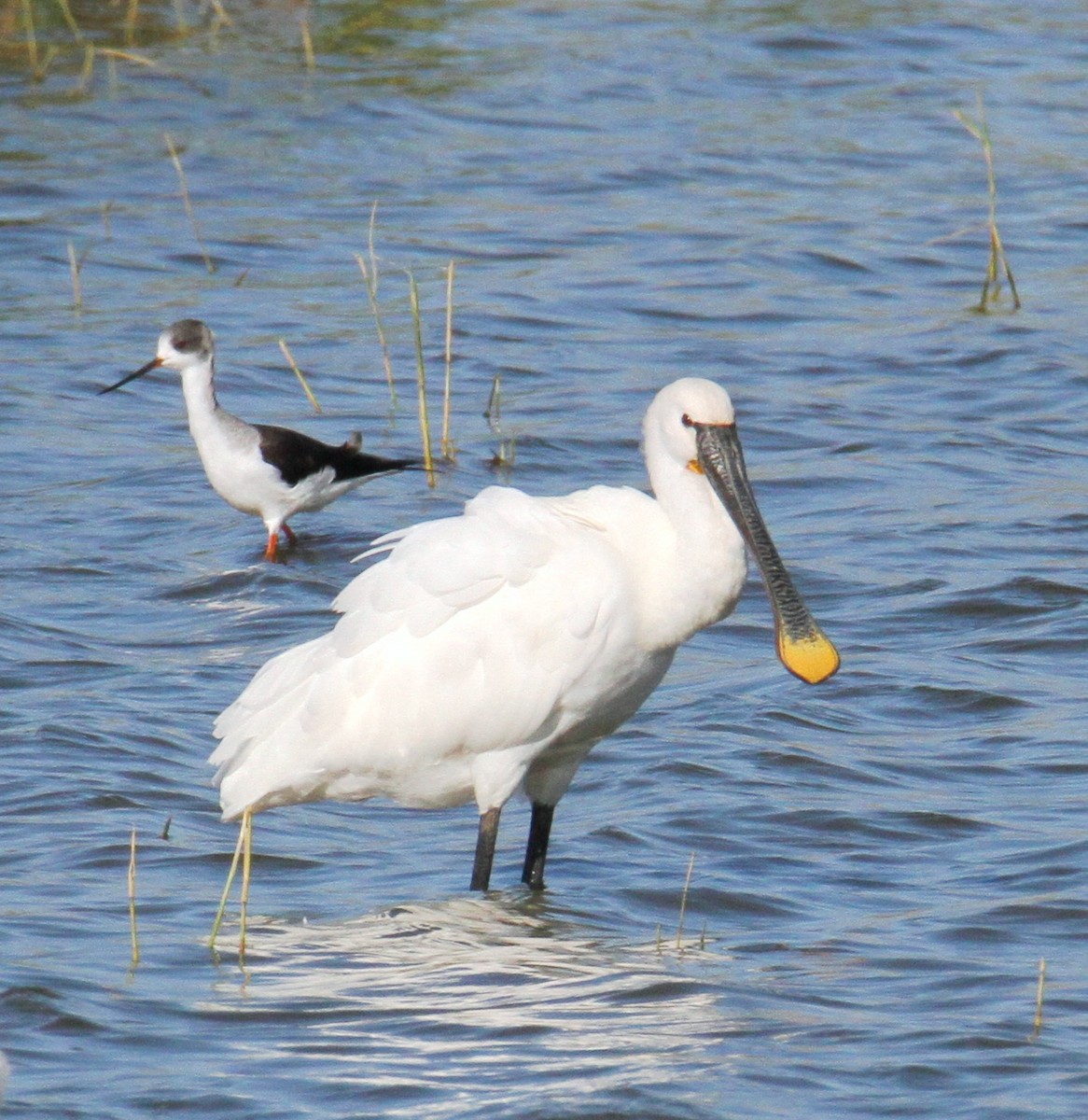 Black-winged Stilt - yuda siliki