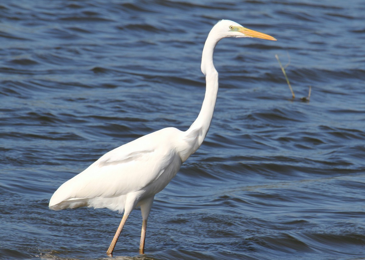 Great Egret - ML611829800