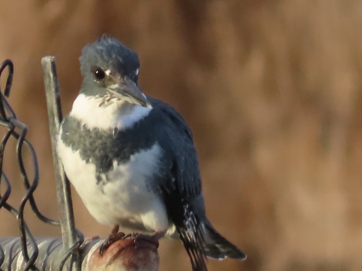 Belted Kingfisher - ML611829817