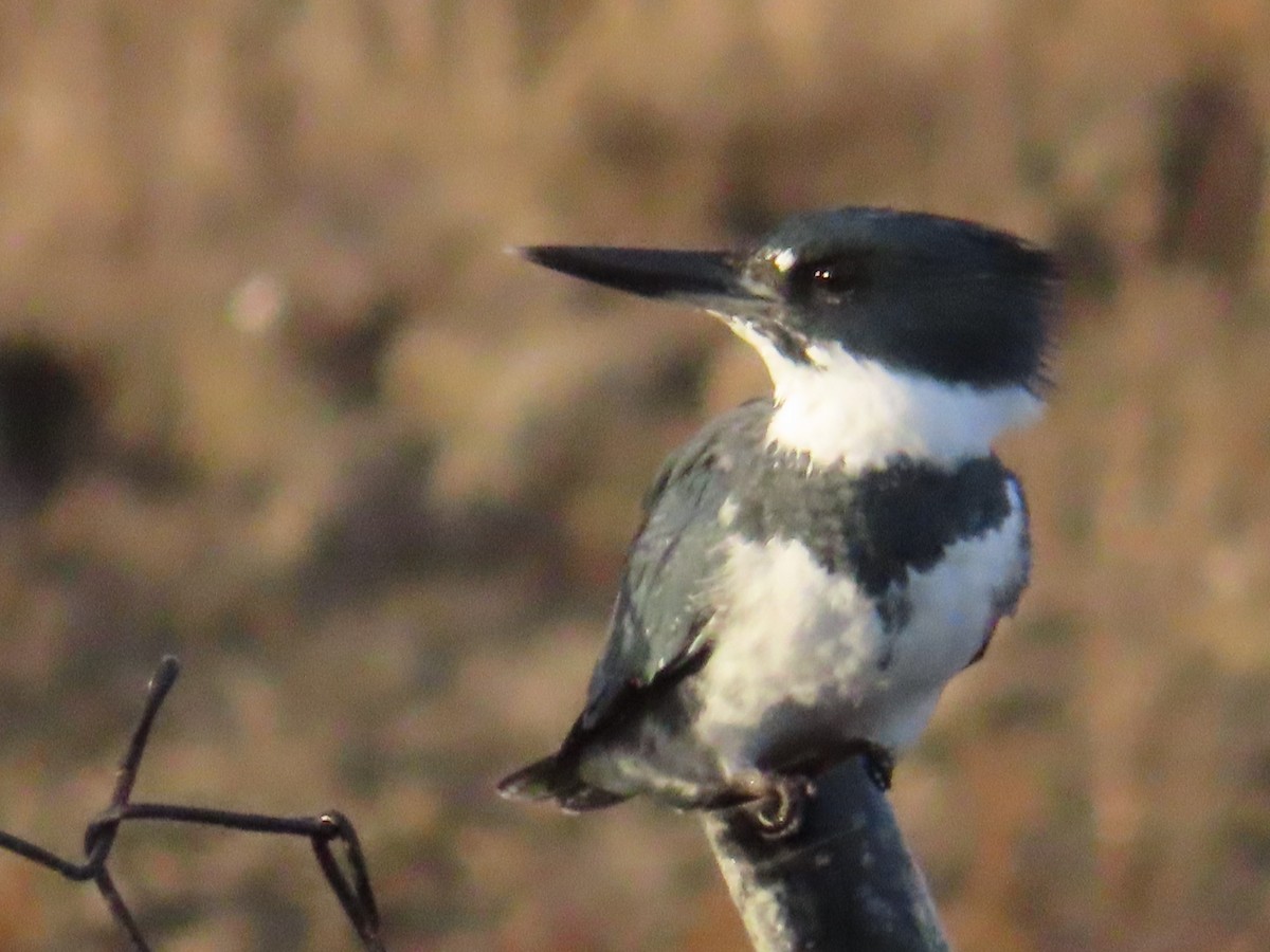 Belted Kingfisher - ML611829818