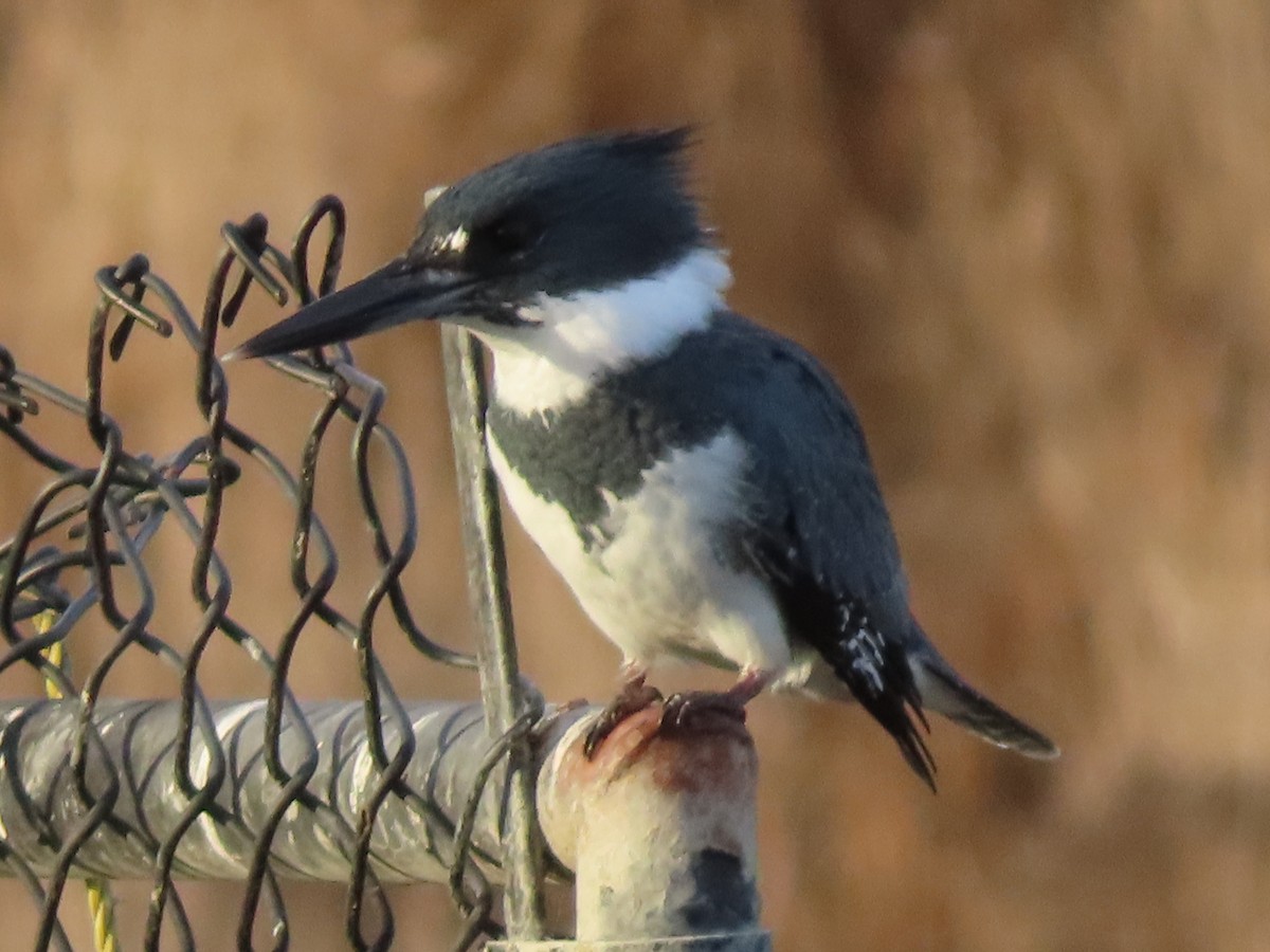 Belted Kingfisher - ML611829819