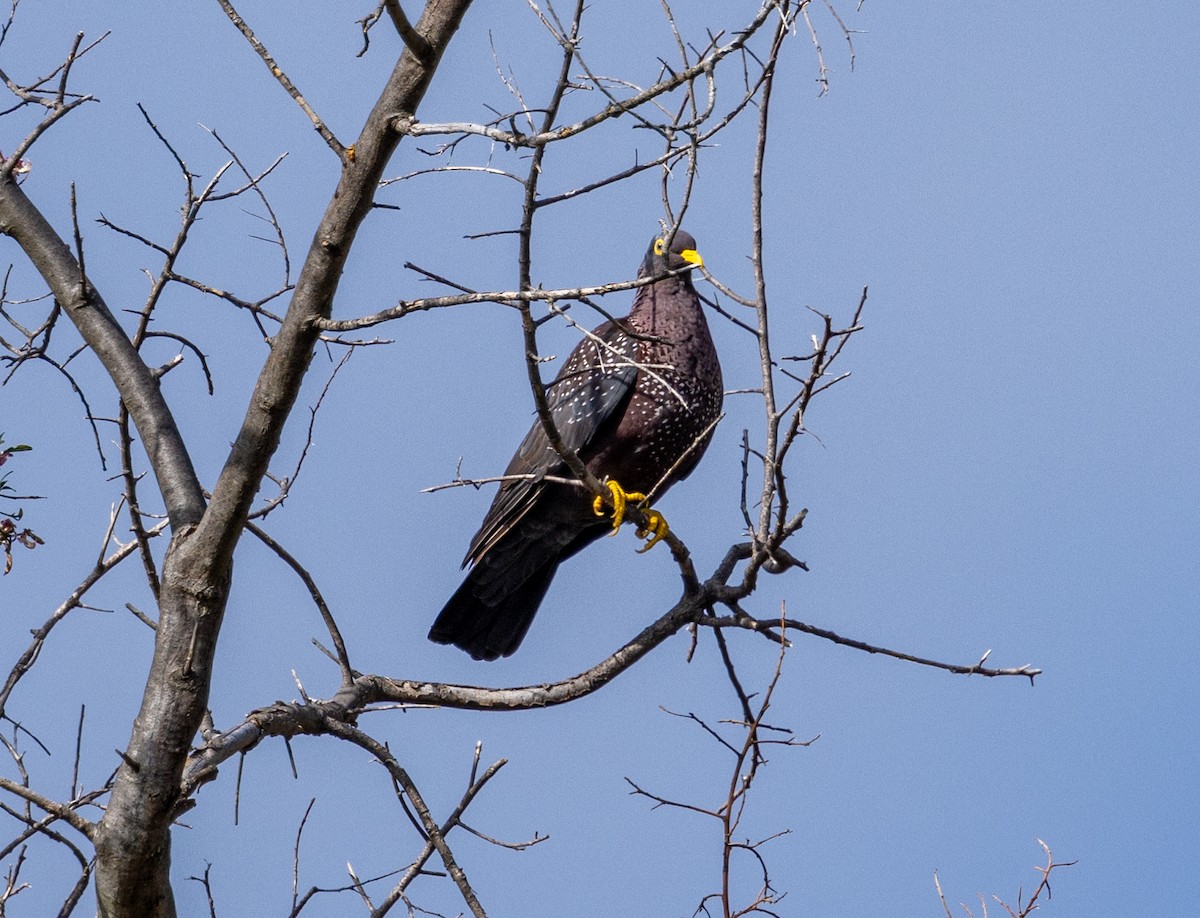 Pigeon rameron - ML611829846