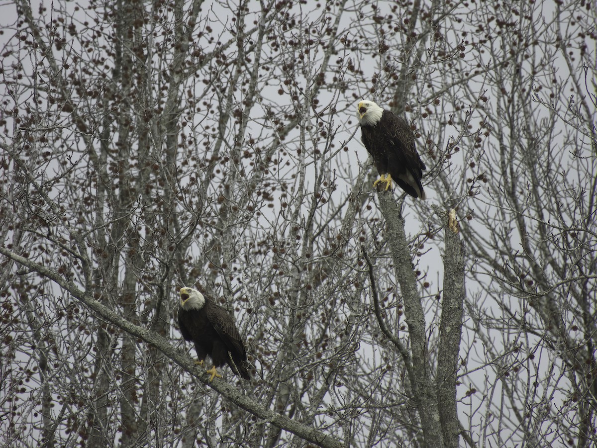 Bald Eagle - ML611829893