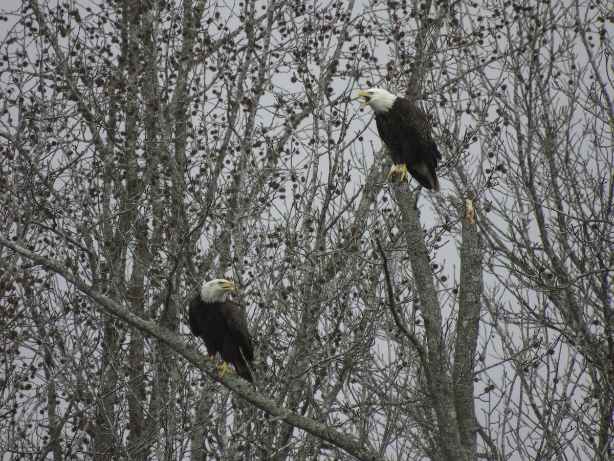 Bald Eagle - ML611829894