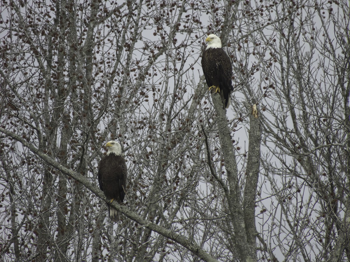 Bald Eagle - ML611829897