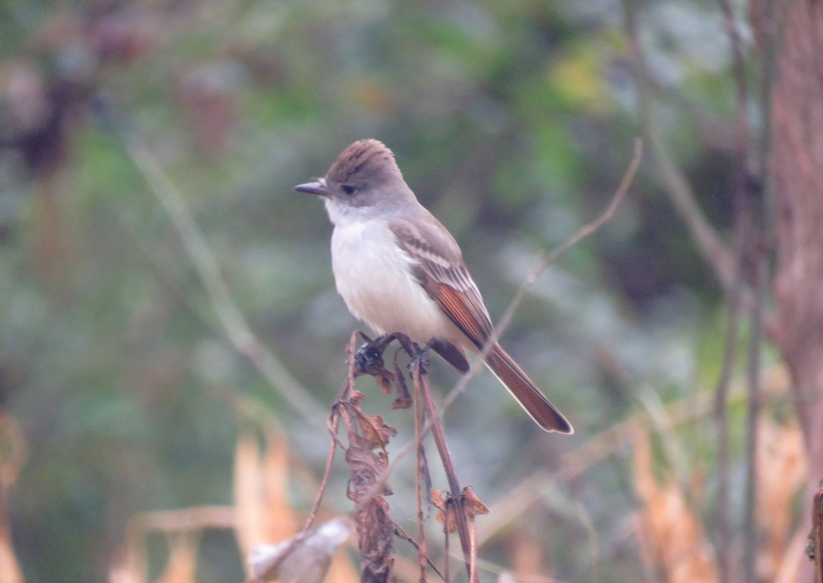 Ash-throated Flycatcher - ML611829917