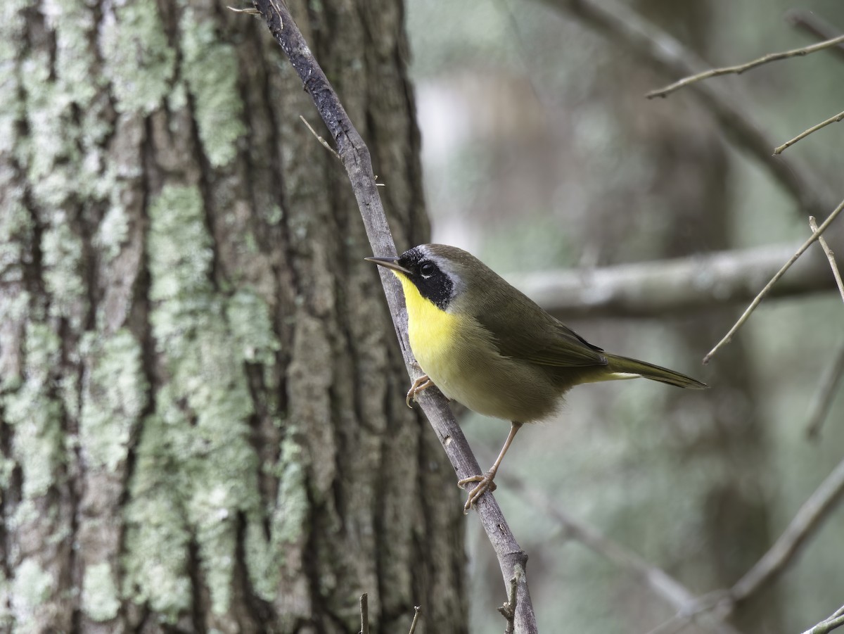 Common Yellowthroat - ML611829928