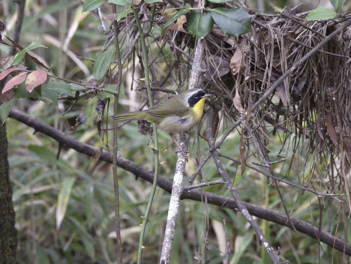 Common Yellowthroat - ML611829929
