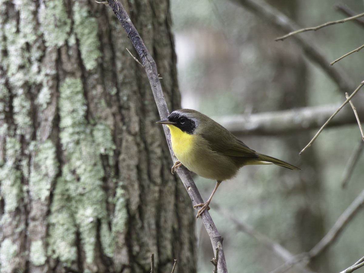 Common Yellowthroat - ML611829931