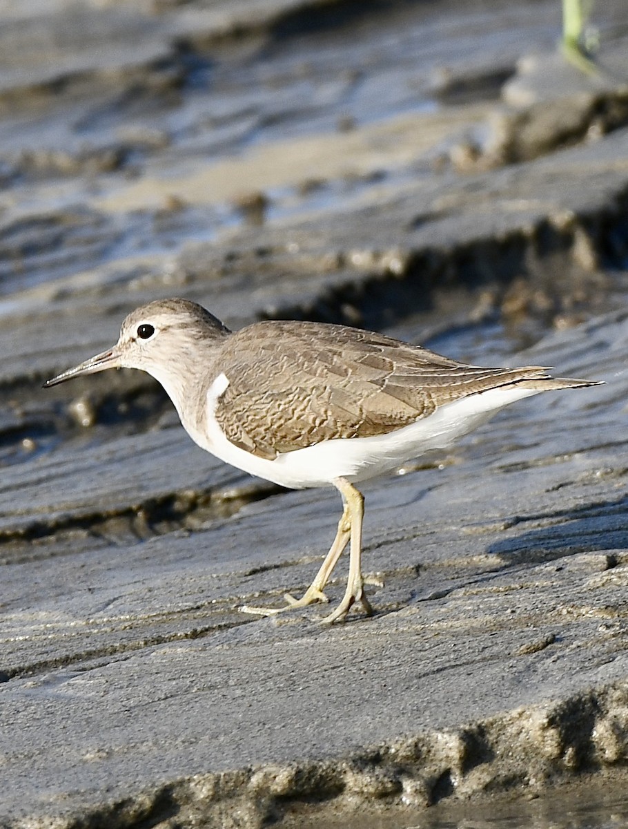 Common Sandpiper - ML611829970