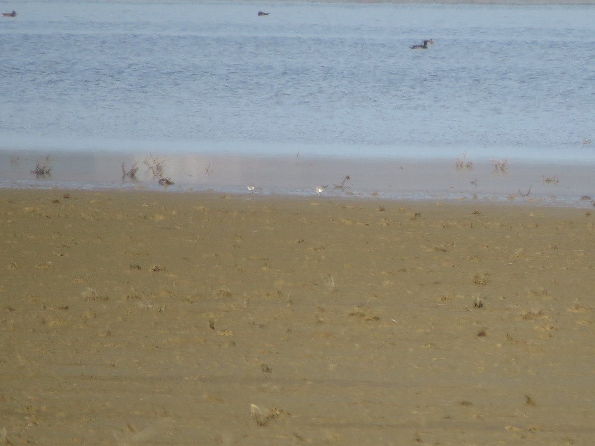 Bécasseau sanderling - ML611829971