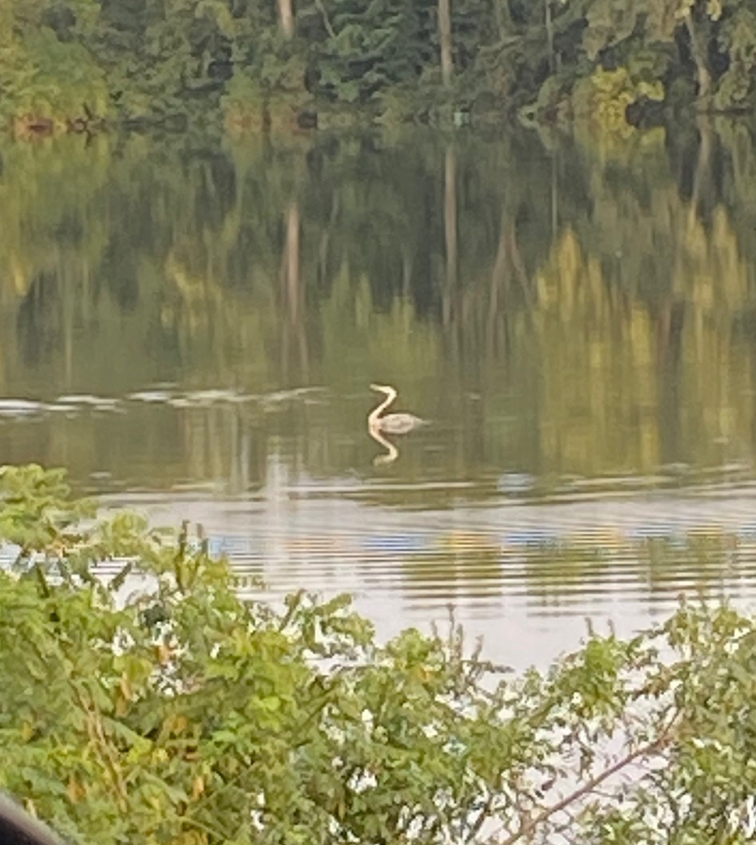 Great Blue Heron (Great Blue) - ML611830019