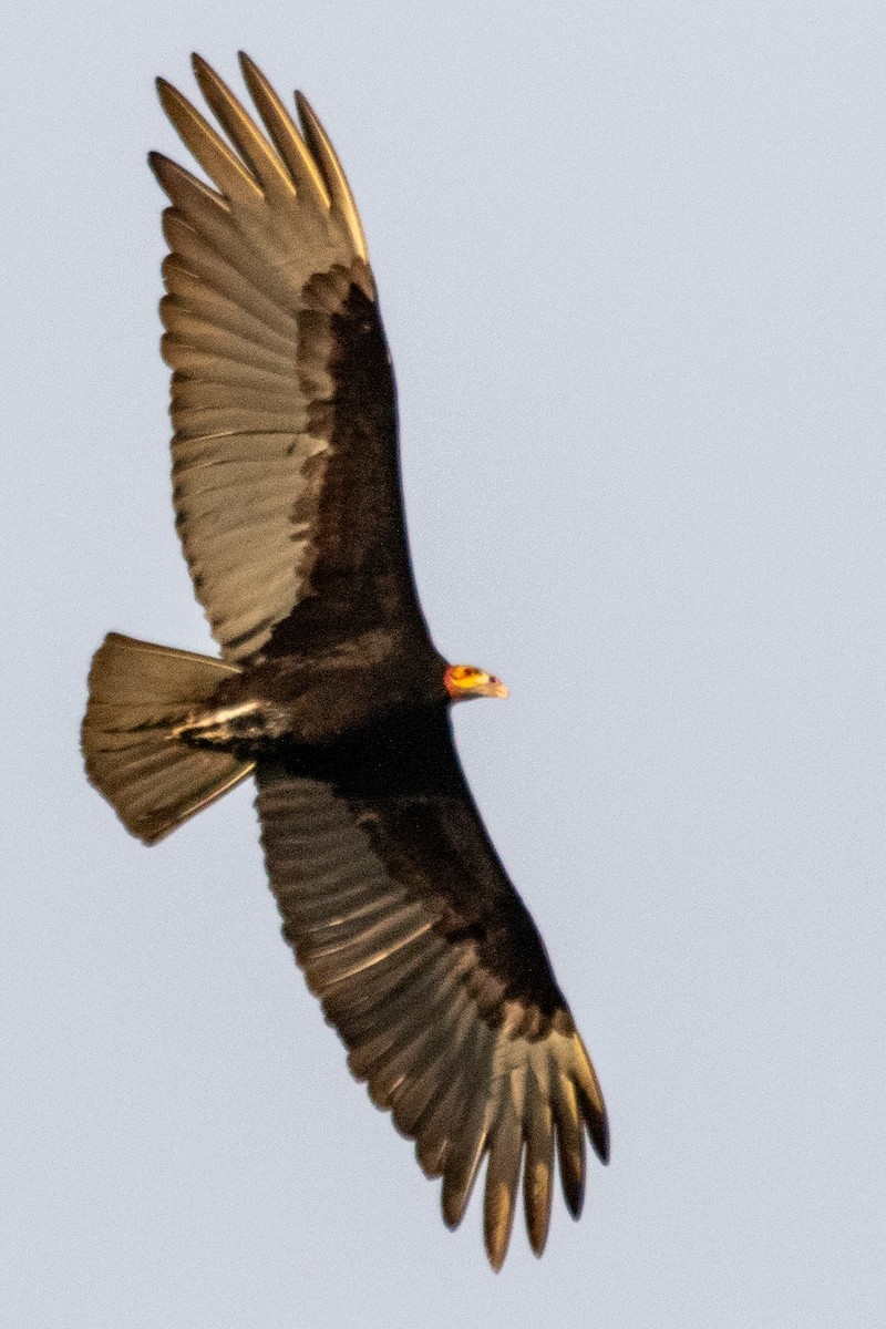 Lesser Yellow-headed Vulture - ML611830030
