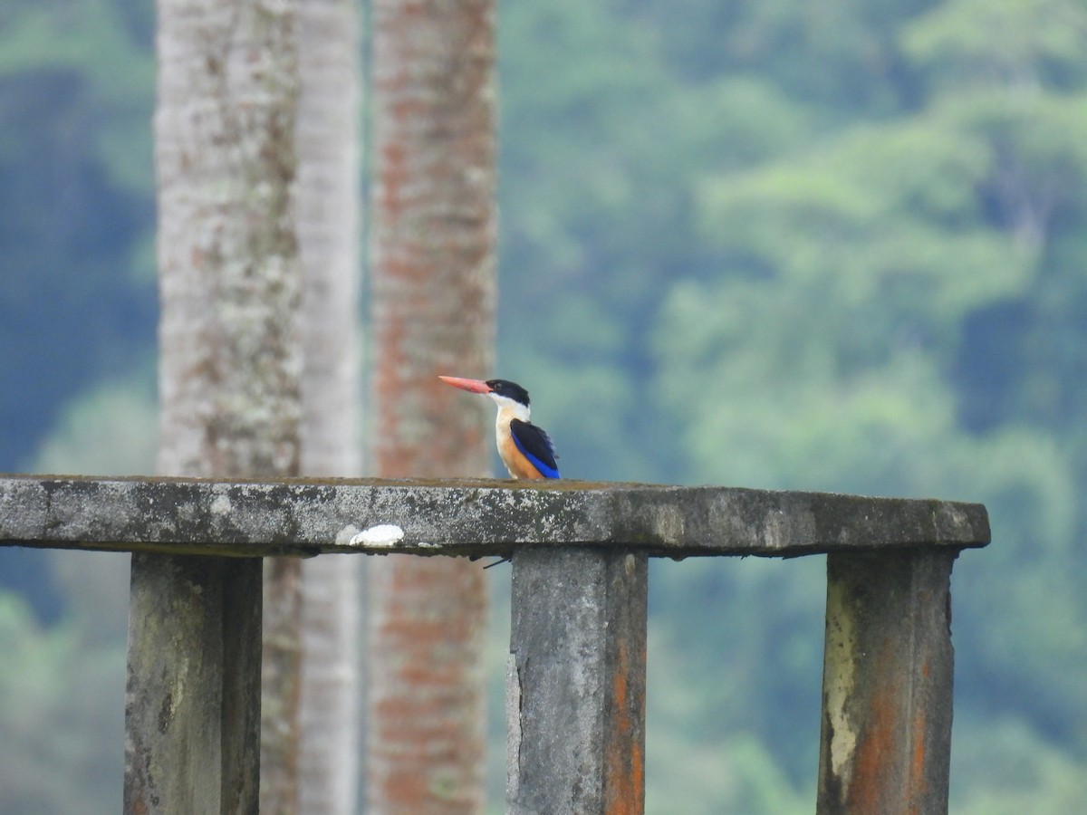 Black-capped Kingfisher - ML611830032
