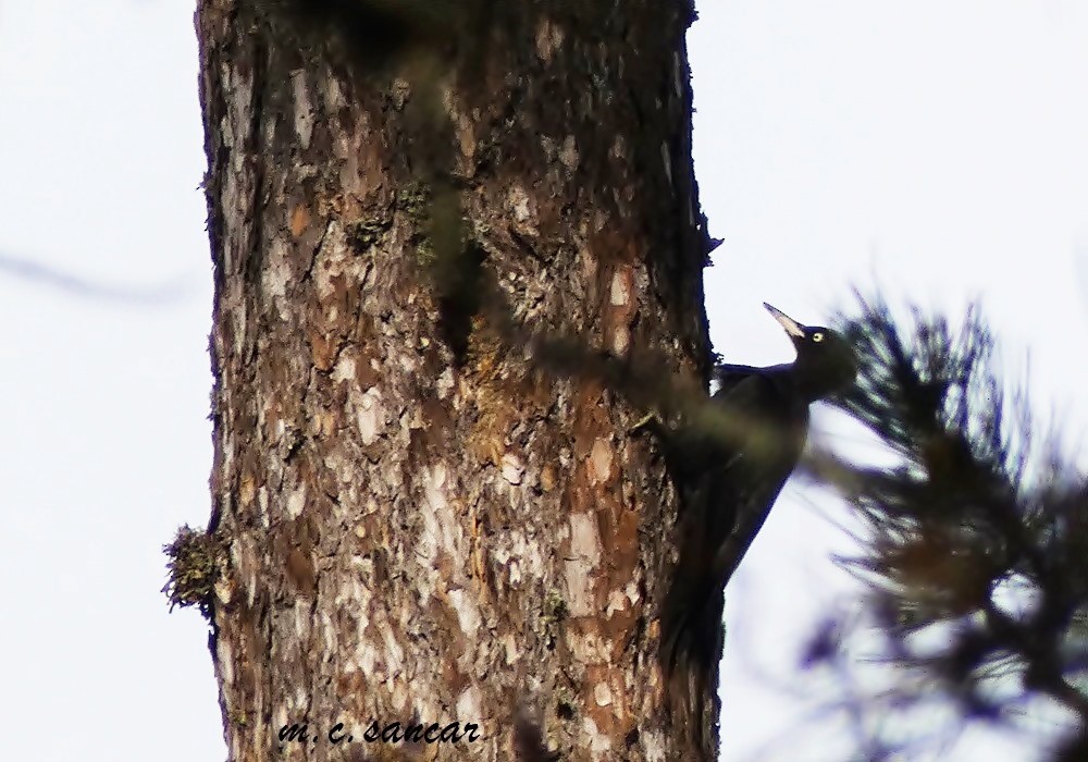 Black Woodpecker - ML611830044