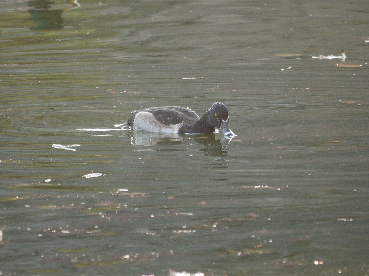 Ring-necked Duck - ML611830071