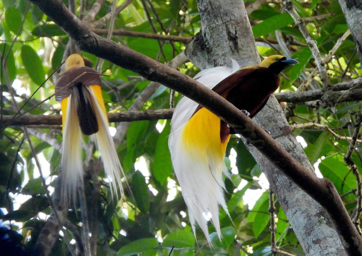 Lesser Bird-of-Paradise - ML611830091