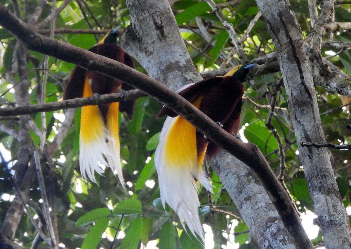 Lesser Bird-of-Paradise - ML611830106