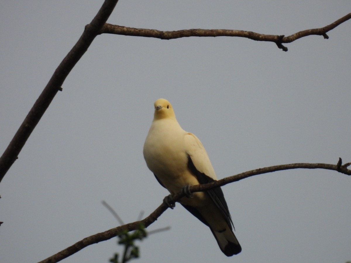 Pied Imperial-Pigeon - ML611830109