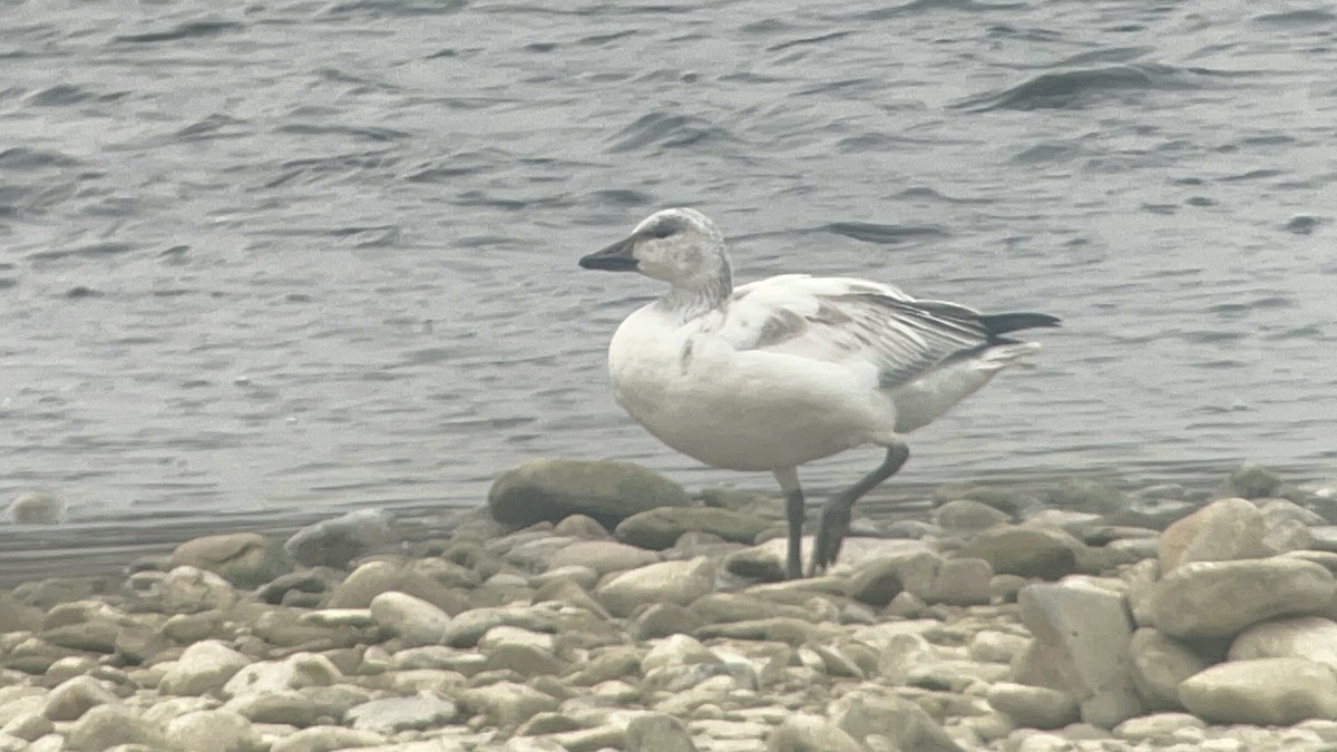 Snow Goose - Austin Langdon