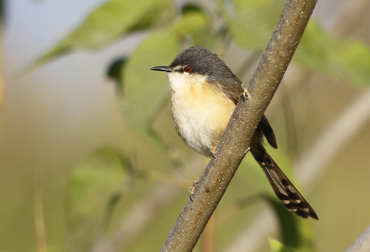 Ashy Prinia - ML611830157