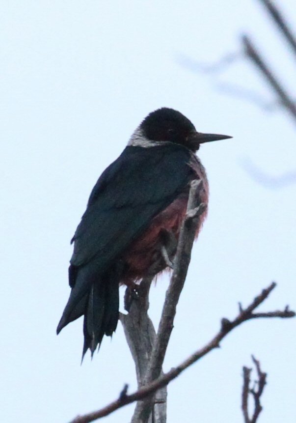 Lewis's Woodpecker - Andy Stepniewski