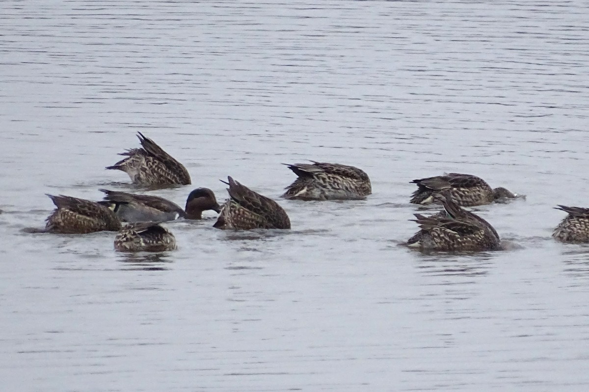 Green-winged Teal - ML611830174