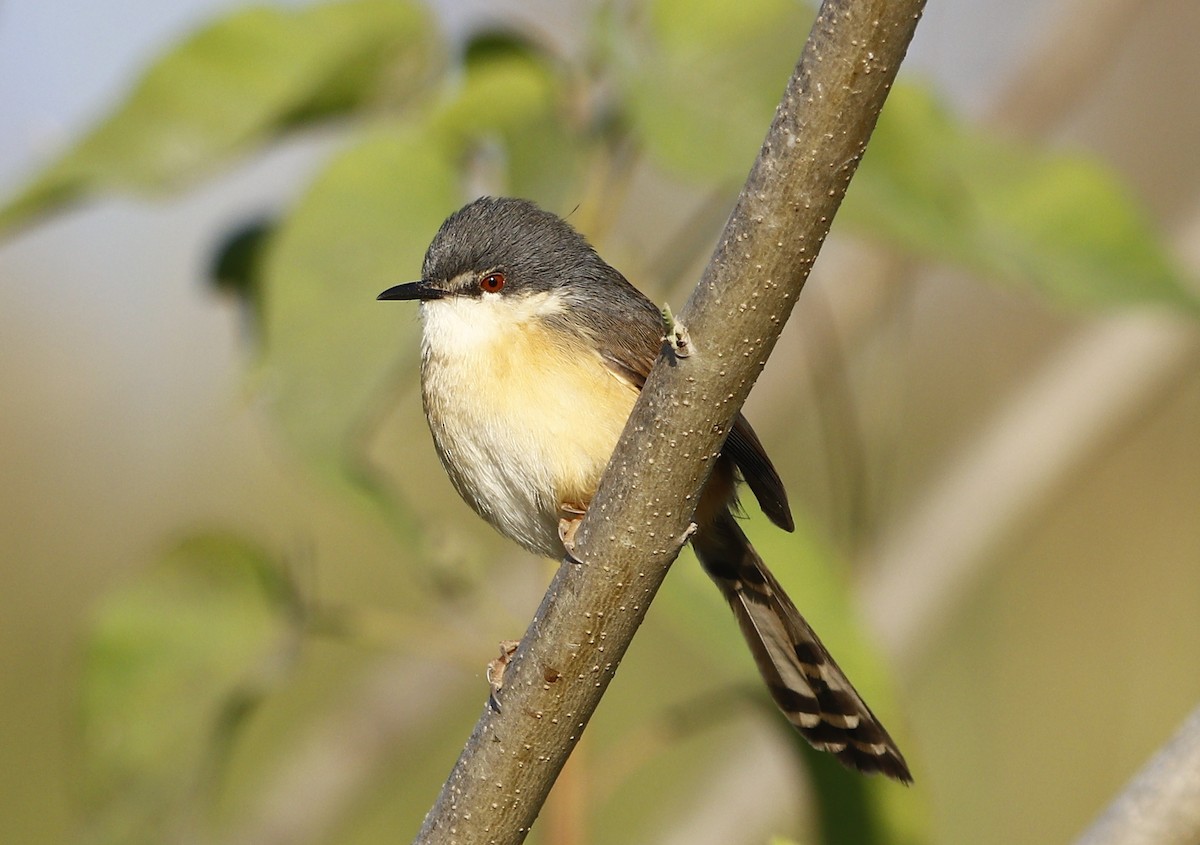 Prinia Cenicienta - ML611830186