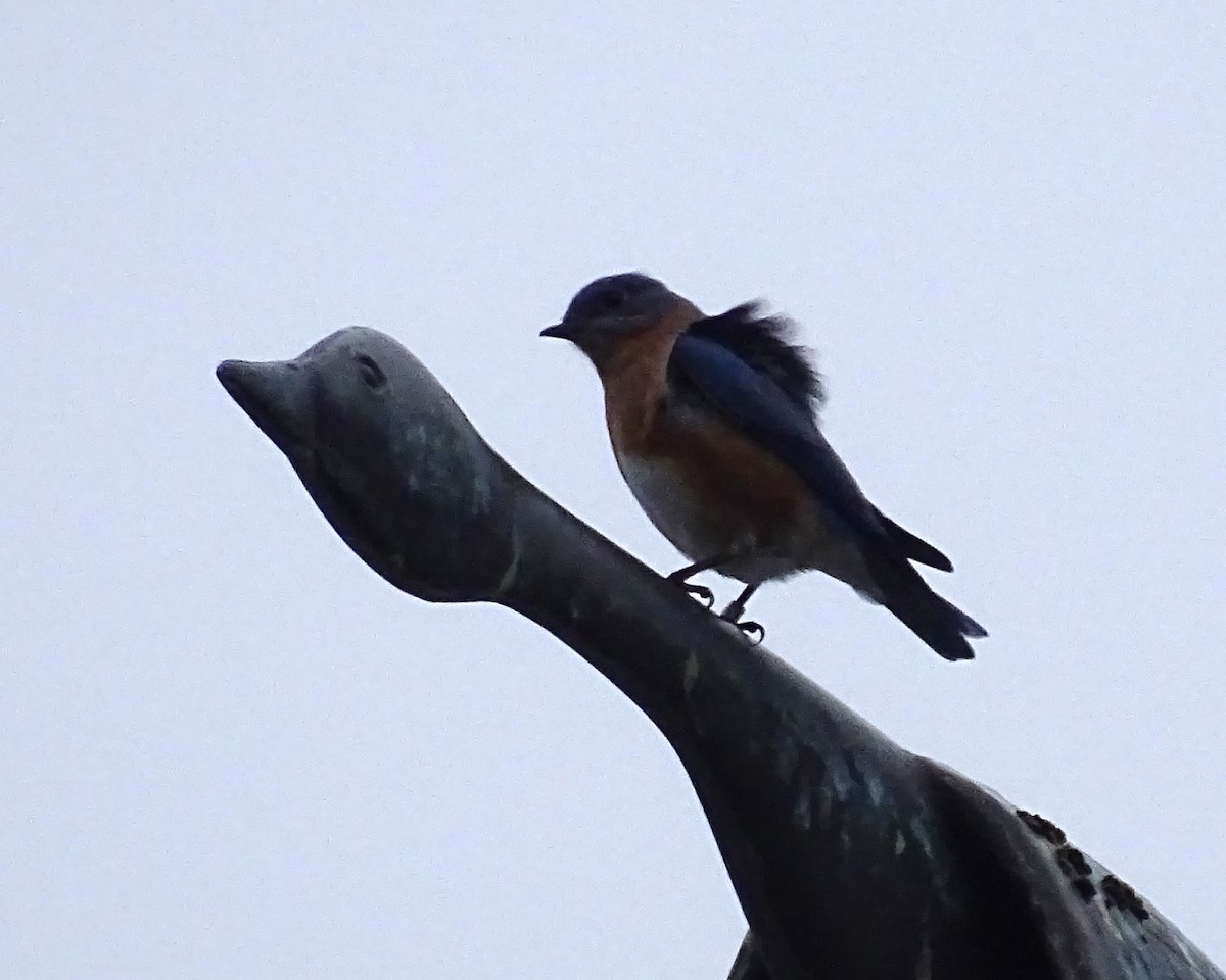 Eastern Bluebird - ML611830227