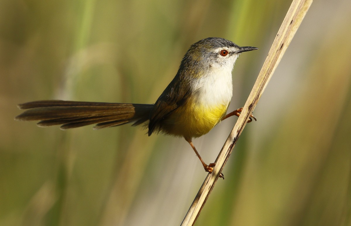 Yellow-bellied Prinia - Bhaarat Vyas