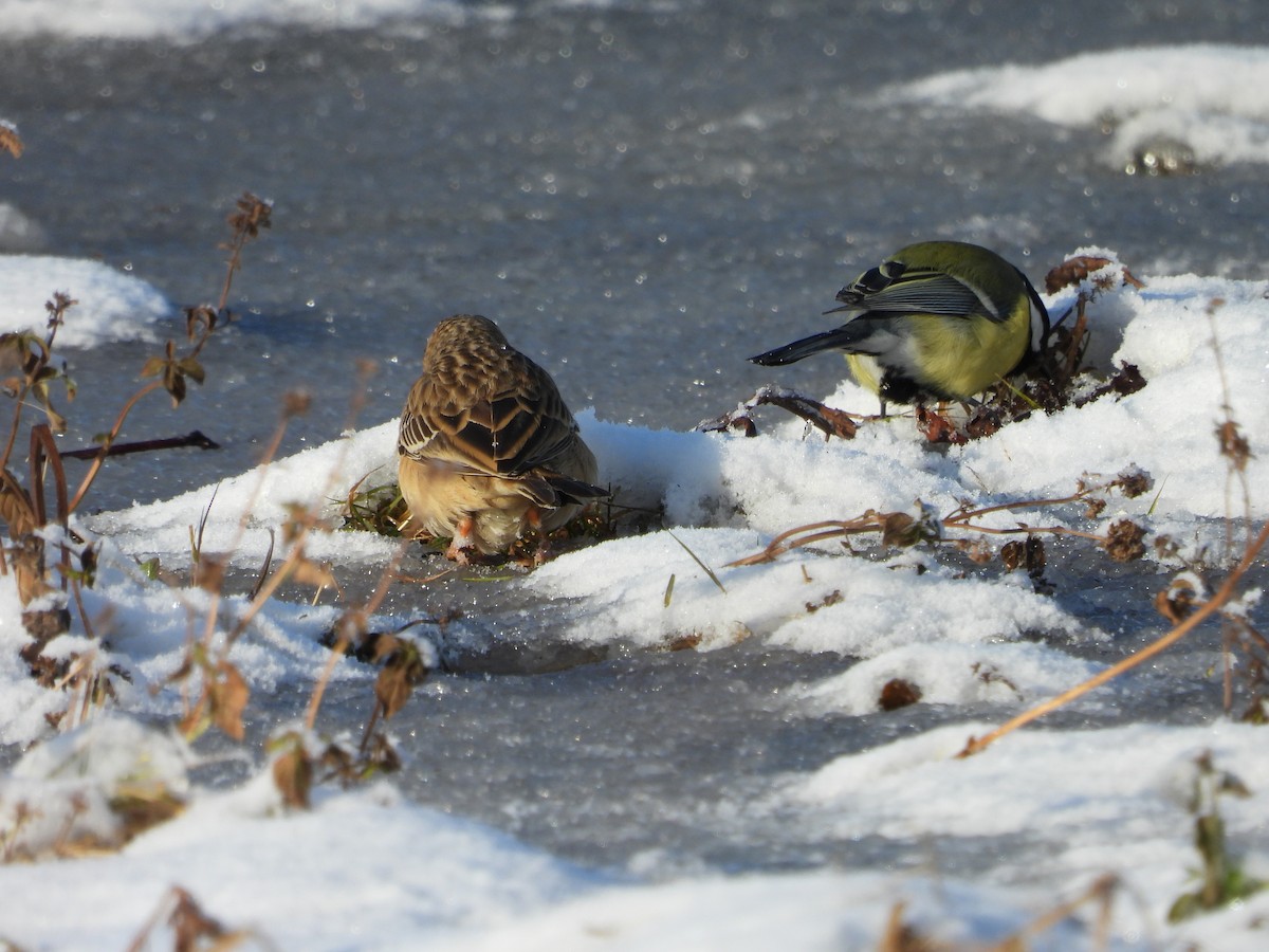 Blyth's Pipit - Sławomir Karpicki