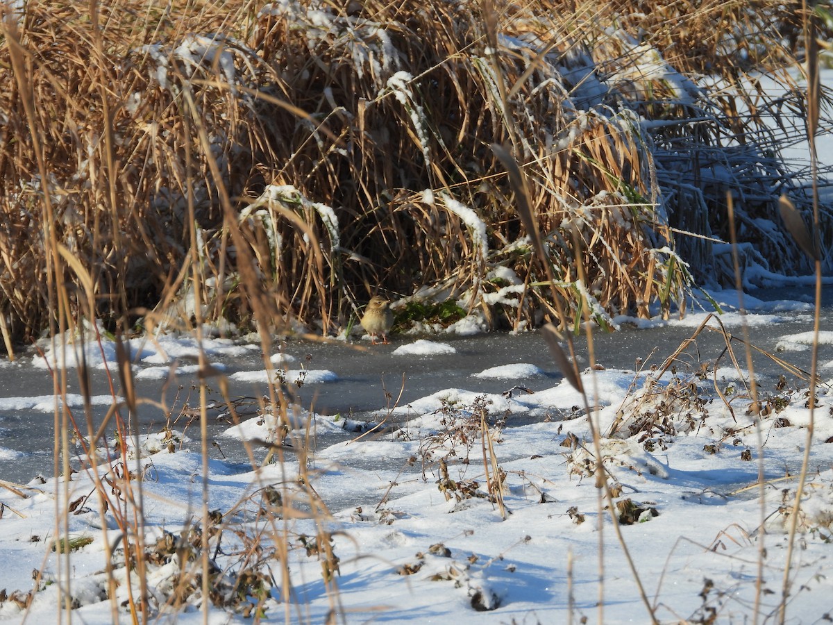 Blyth's Pipit - Sławomir Karpicki