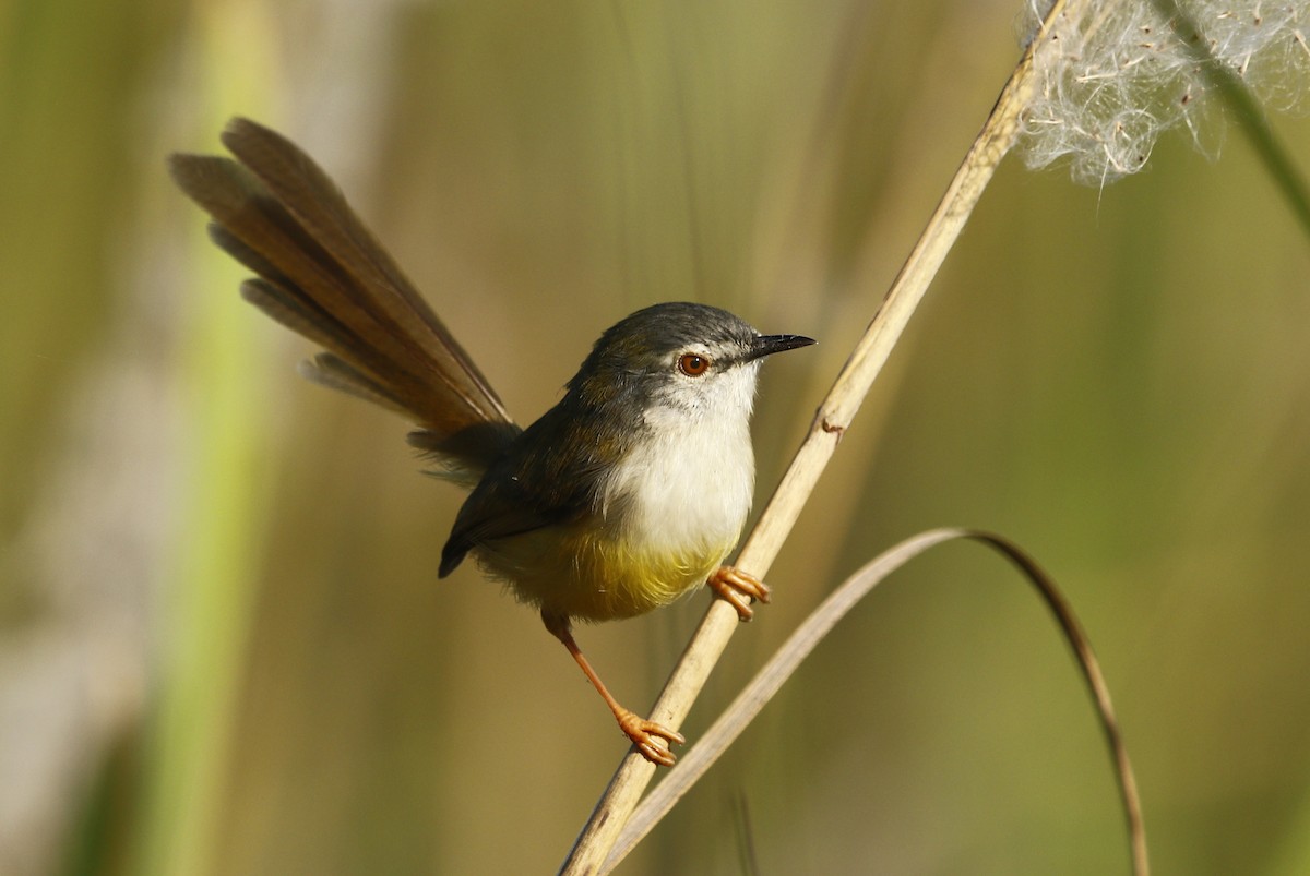 Prinia Ventriamarilla - ML611830256