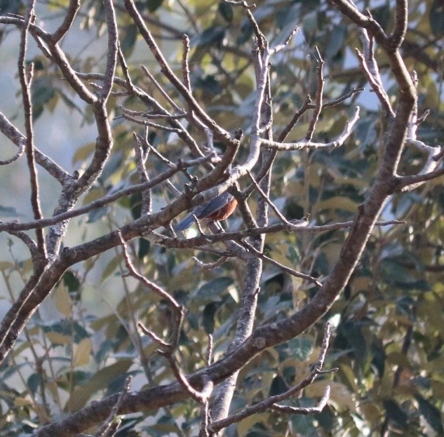 Chestnut-bellied Rock-Thrush - ML611830264