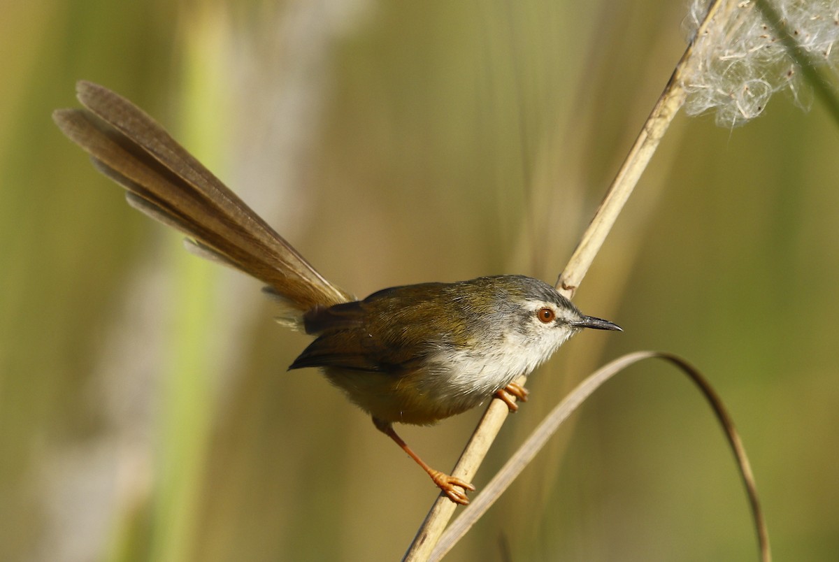 Yellow-bellied Prinia - Bhaarat Vyas