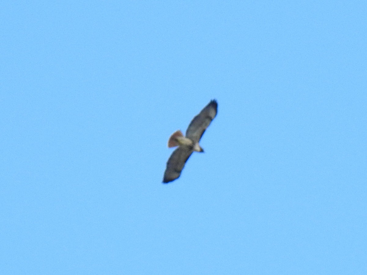 Red-tailed Hawk - ML611830301
