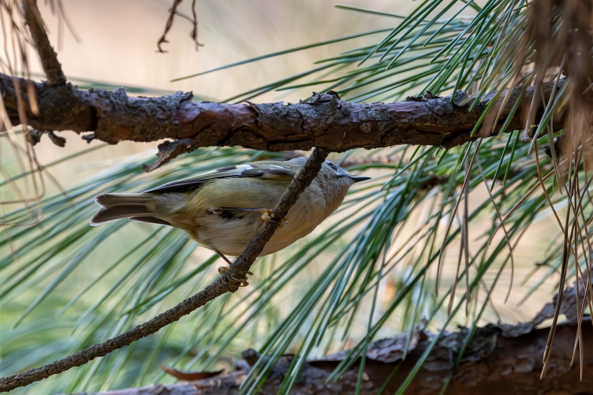 Goldcrest - ML611830320