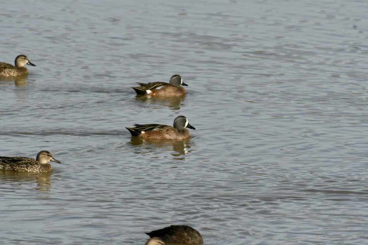 Blue-winged Teal - ML611830326