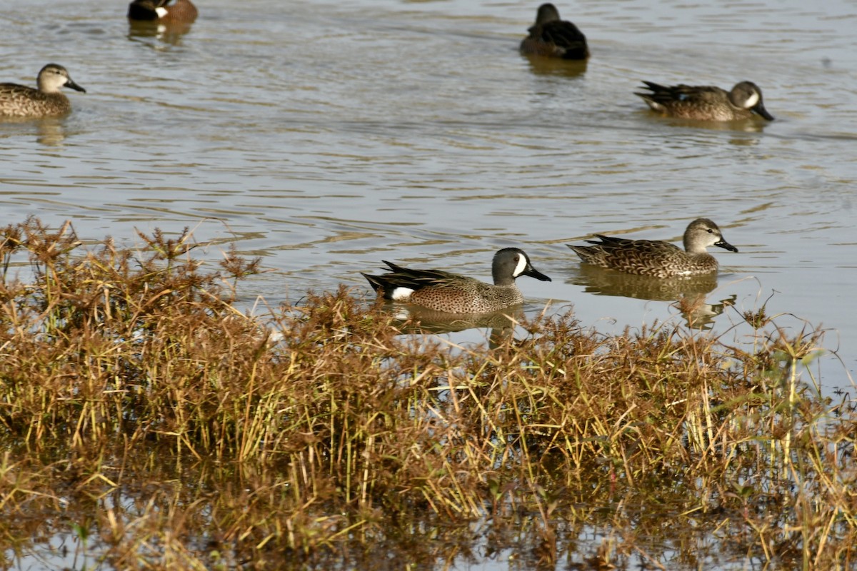 Blue-winged Teal - ML611830328