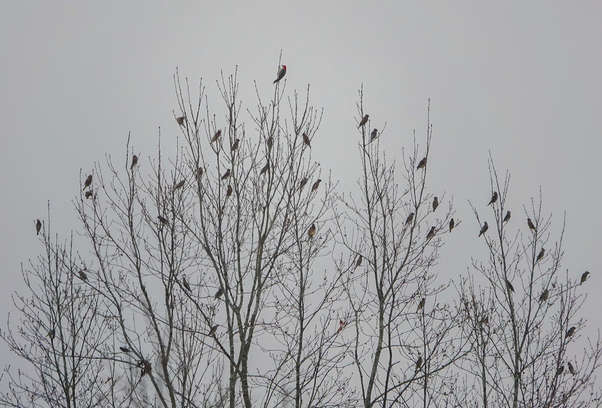 Cedar Waxwing - ML611830422