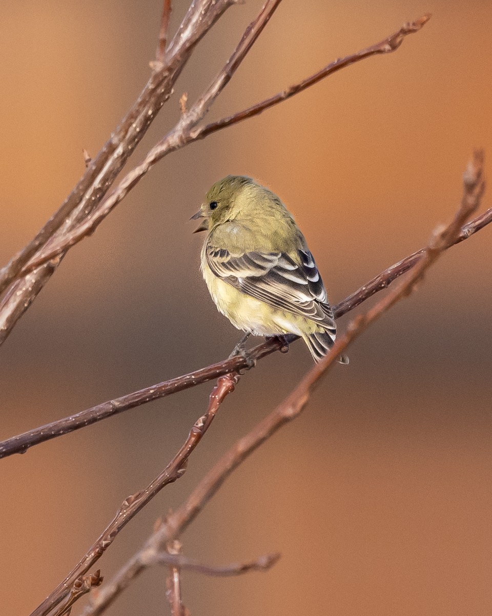 Lesser Goldfinch - ML611830441