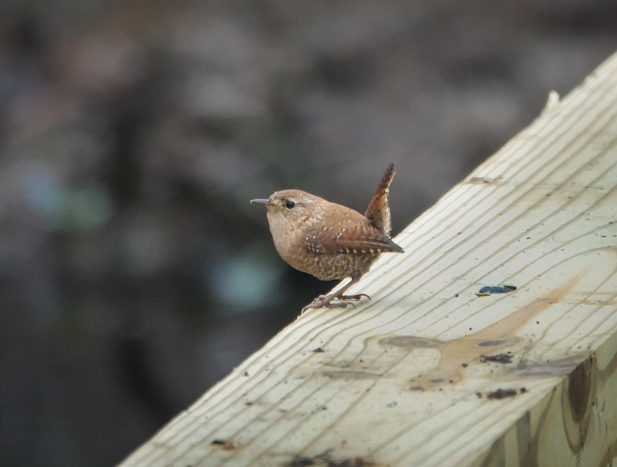 Winter Wren - ML611830444