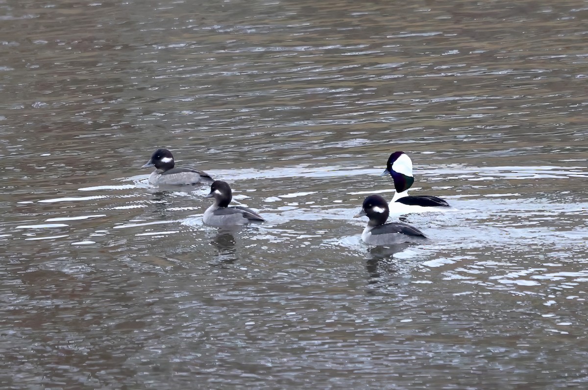 Bufflehead - ML611830485